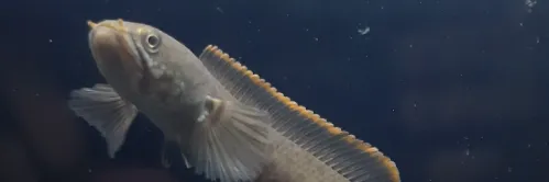 Budidaya Channa limbata, Gabus Lokal Primadona