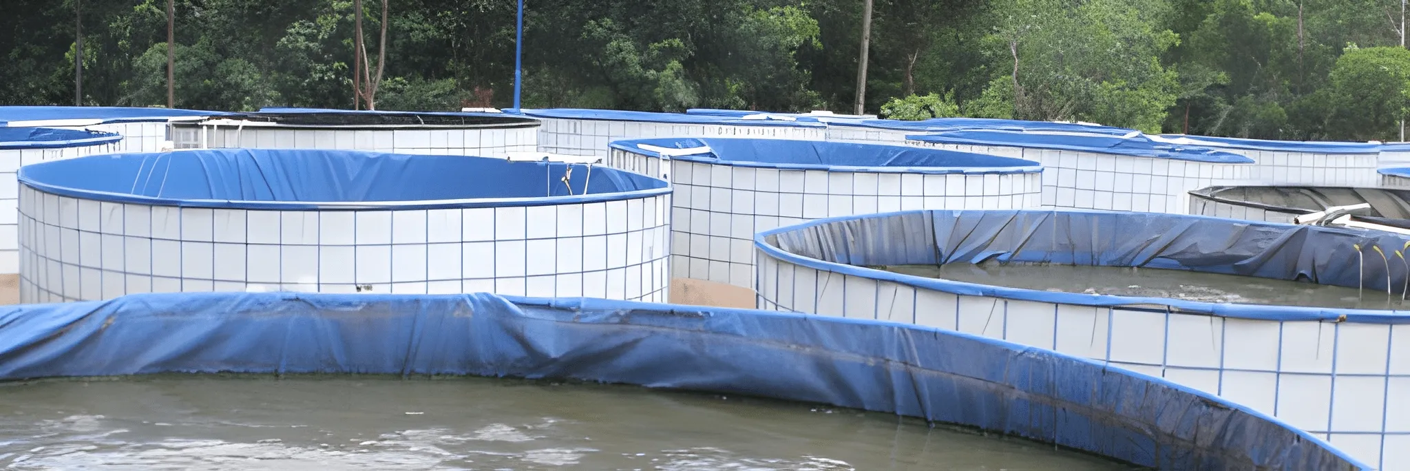 Manfaat Green Water System untuk Tekan Amonia pada Budidaya Lele