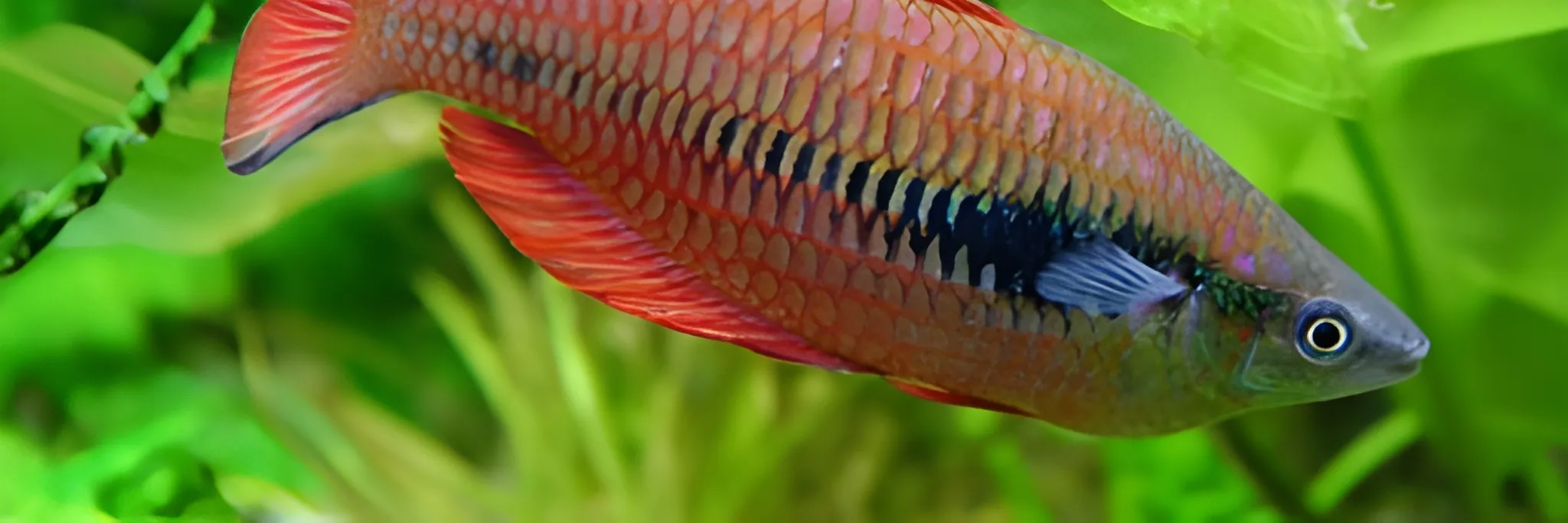 Cara Memijahkan Ikan Rainbow Kurumoi, Ikan Hias Endemik Papua