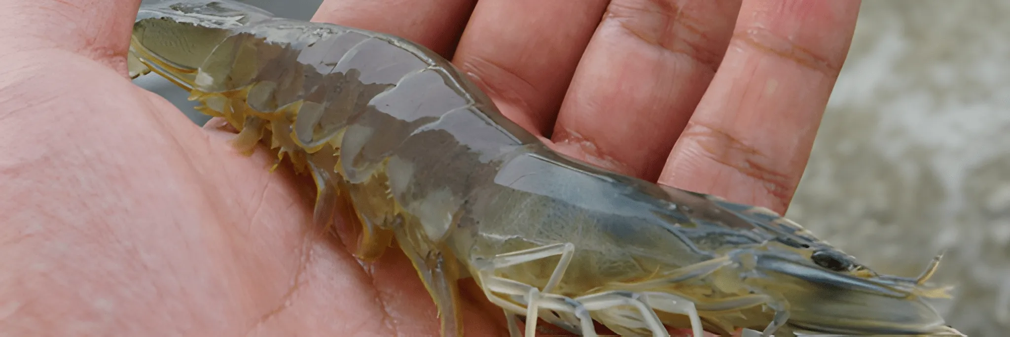 Panen Berkelanjutan di Musim Penghujan