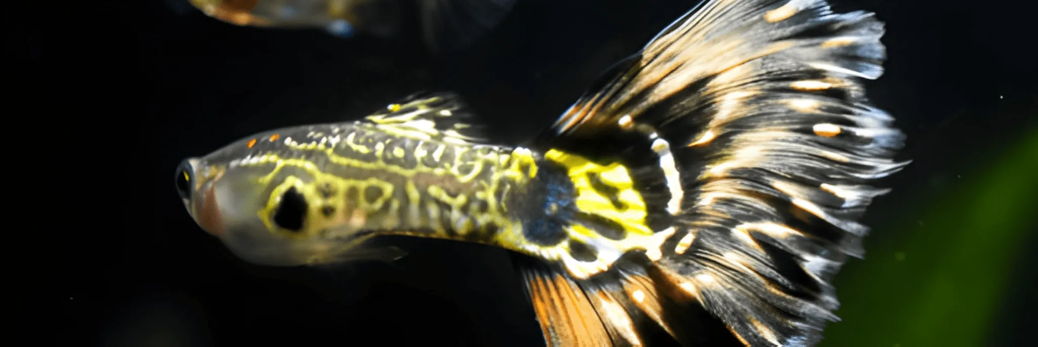 Benarkah Ikan Guppy Dapat Digunakan sebagai Bioindikator?