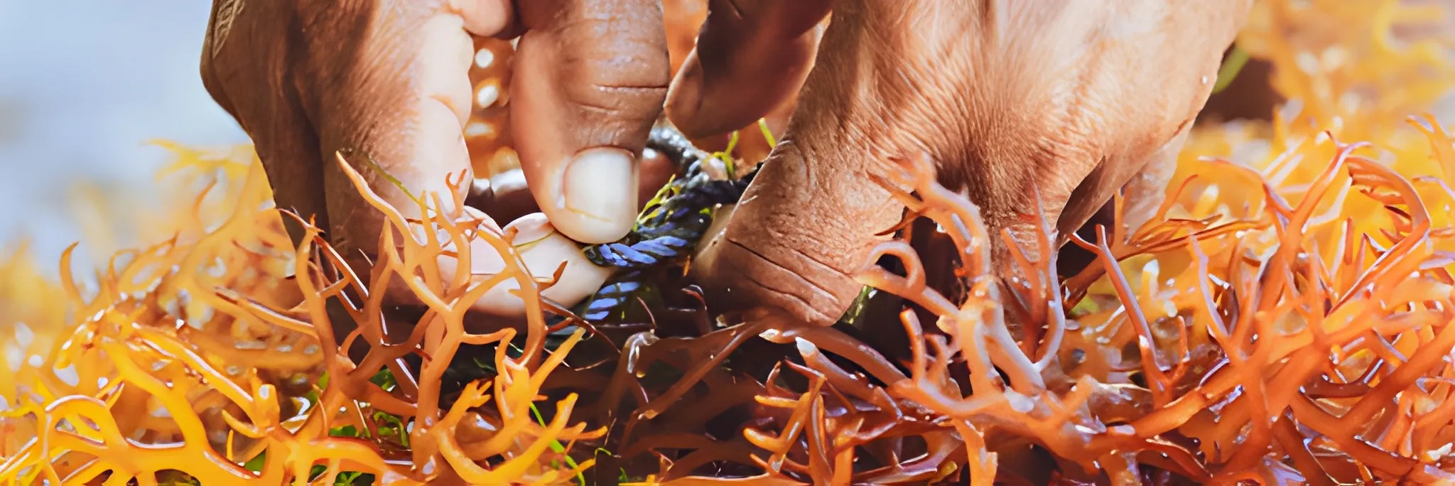 3 Keunggulan Bibit Kultur Jaringan untuk Genjot Produksi Rumput Laut