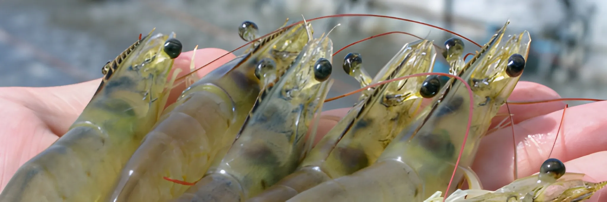 Memilih Benur Vaname dengan Keunggulan Genetik yang Tepat