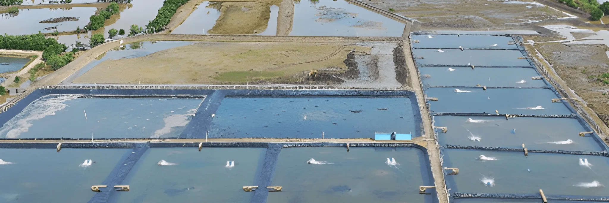 FUI Sarankan Sejumlah Langkah agar Peningkatan Nilai Ekspor Udang 250 Persen Tercapai