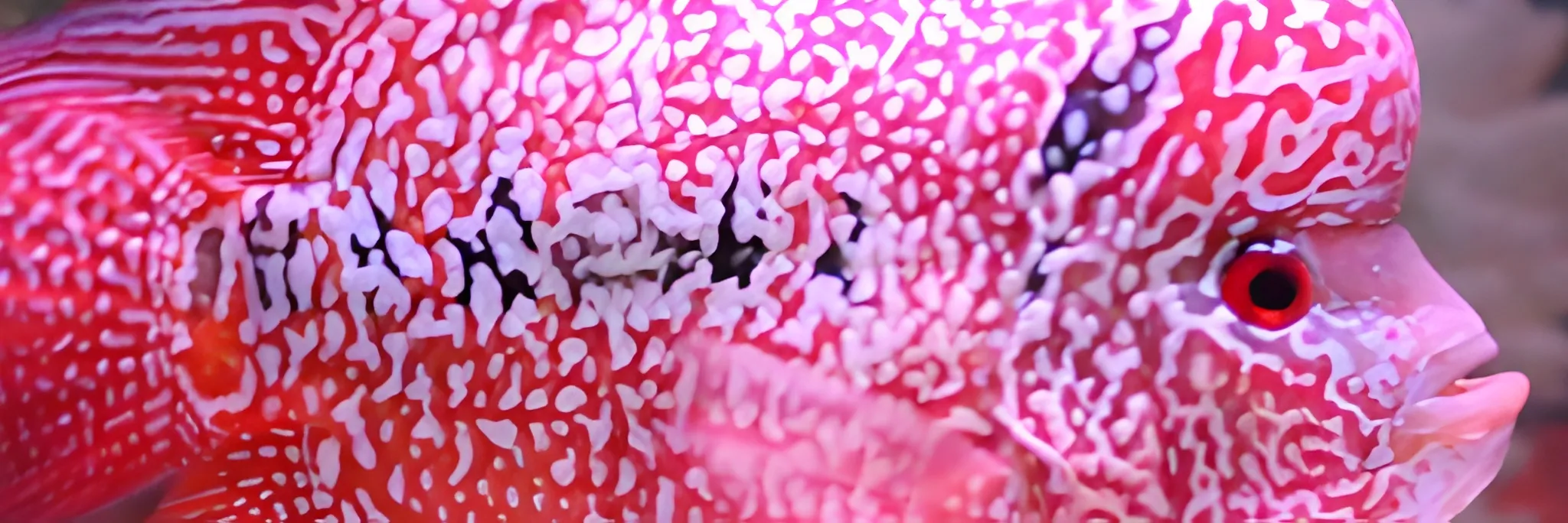 Cara Budidaya Ikan Louhan di Akuarium