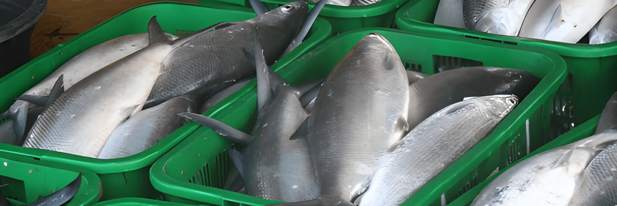 Bandeng dan Tahun Baru Imlek