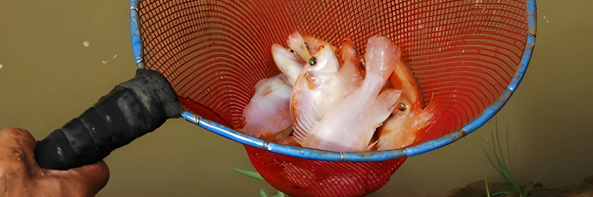 Netralkan pH Kolam Tanah Ikan Nila dengan Pengapuran