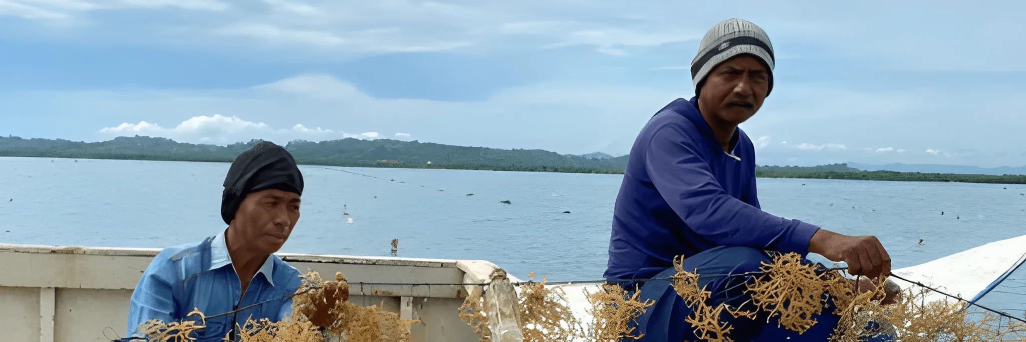 Pendekatan Baru untuk Budidaya Rumput Laut dan Pendanaannya di Indonesia