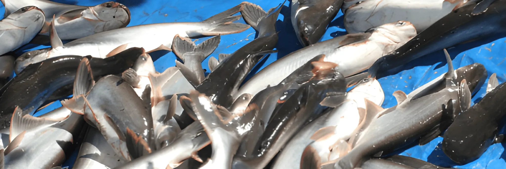 Polikultur Patin, Tabungan Pembudidaya KJA Jatiluhur