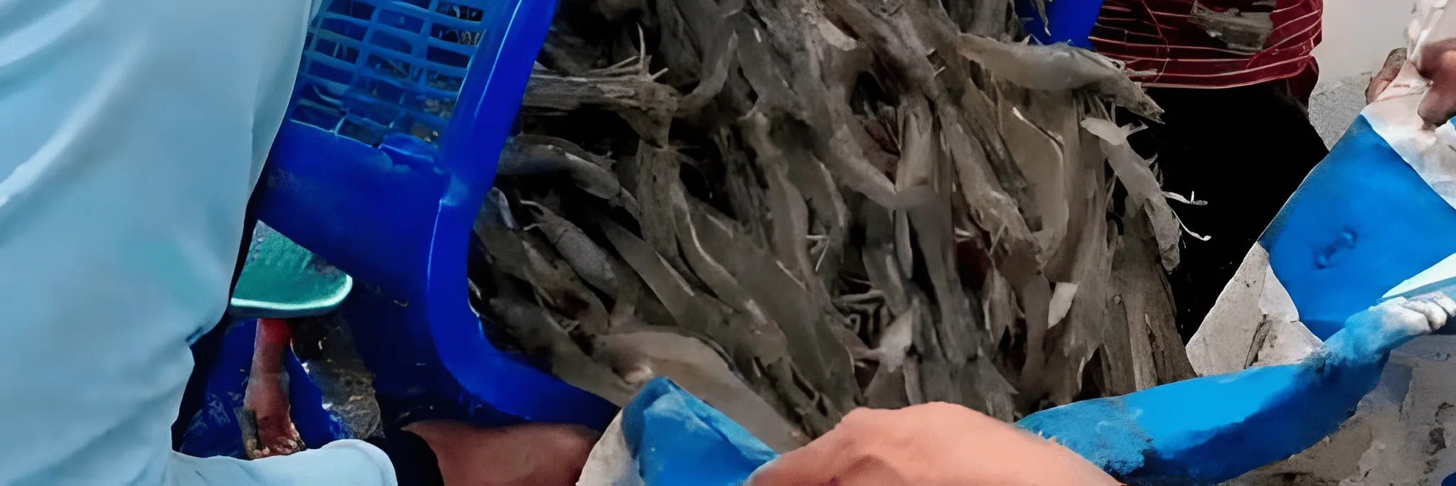 Mengintip Budi Daya Udang Vaname Ramah Lingkungan, Bagaimana Caranya?