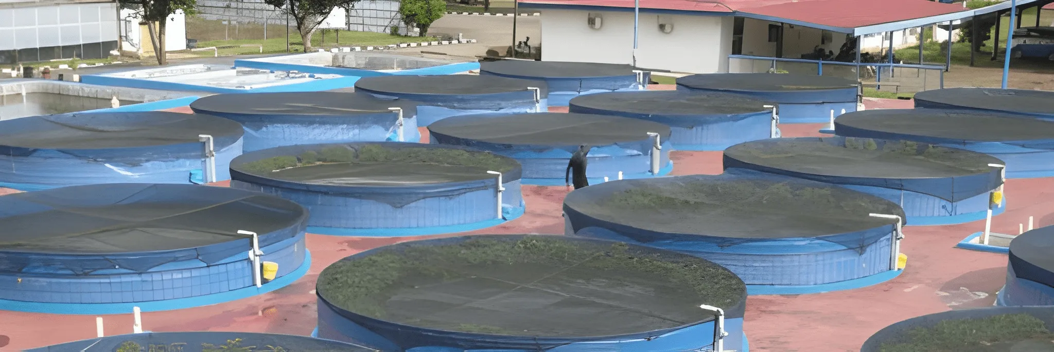 Nila RAS, Optimalkan Produktivitas & Kualitas