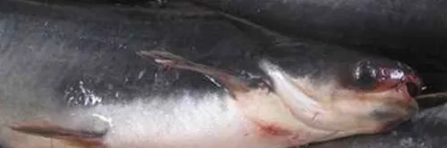 Penggunaan Teknik Pemeliharaan Induk Berkualitas Tinggi pada Ikan Patin Siam (Pangasius hypophthalmus)