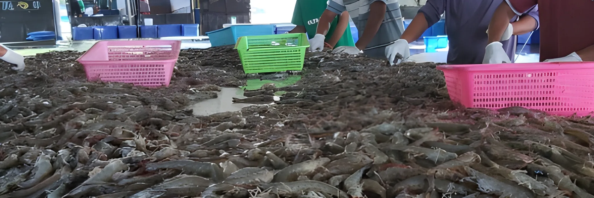 Tren dan Proyeksi Udang Vaname Tahun 2022