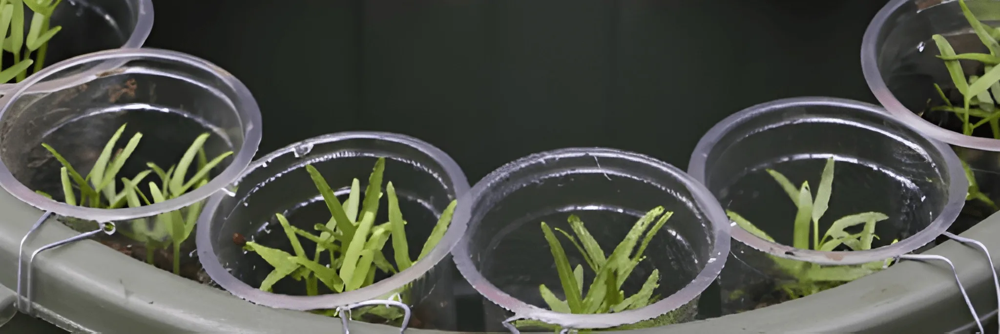 Begini Cara Budidaya Ikan Lele di Dalam Ember