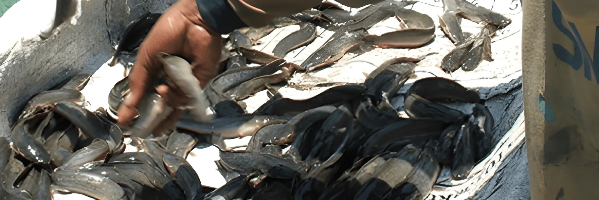 Terapkan Efisiensi Budidaya Ikan Tawar