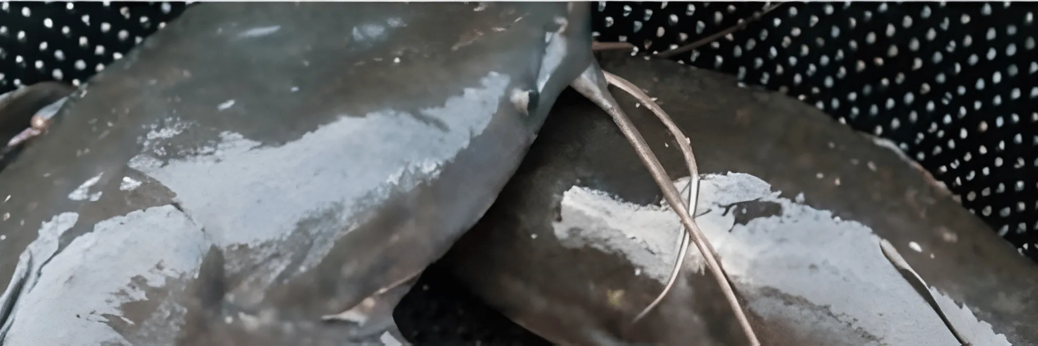 Berikut Cara Mudah Membedakan Induk Lele Betina dan Lele Jantan