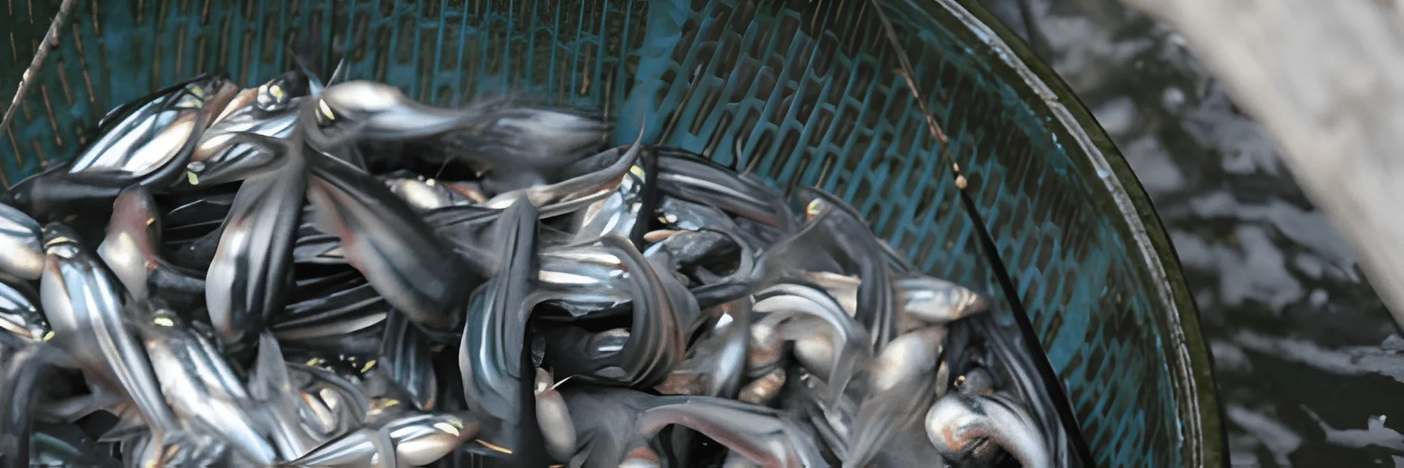 Sesuaikan Kebutuhan Pakan Ikan Patin dengan Umur Ikan