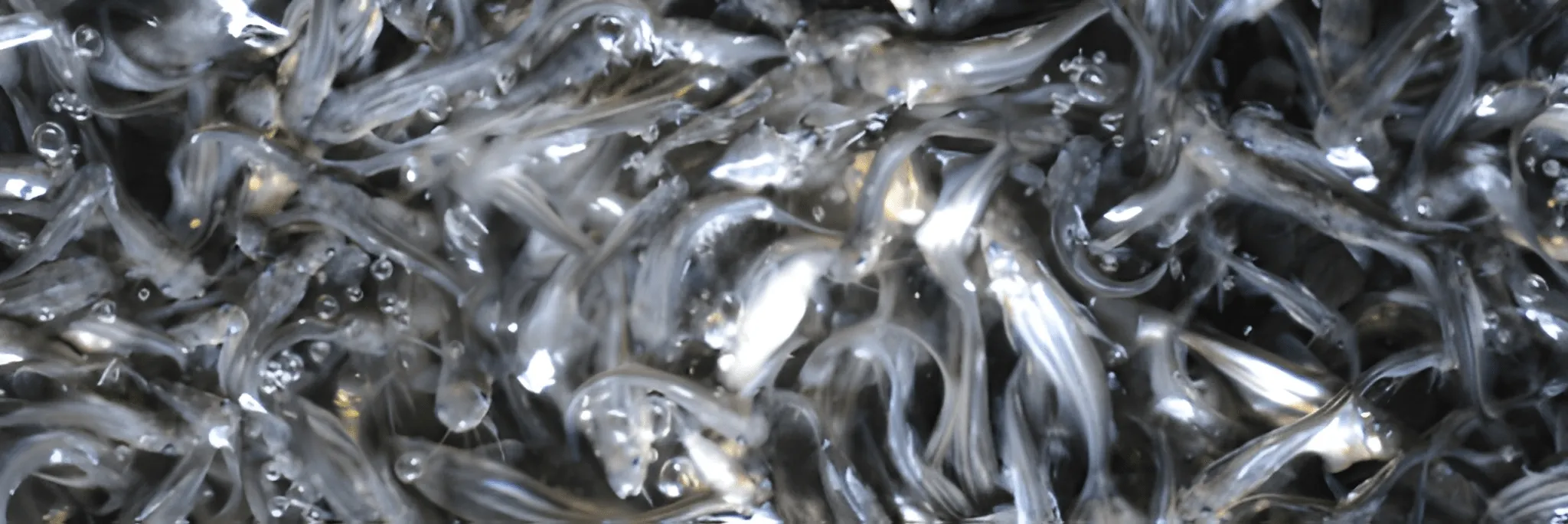 Mitigasi Penyakit Ikan dan Udang