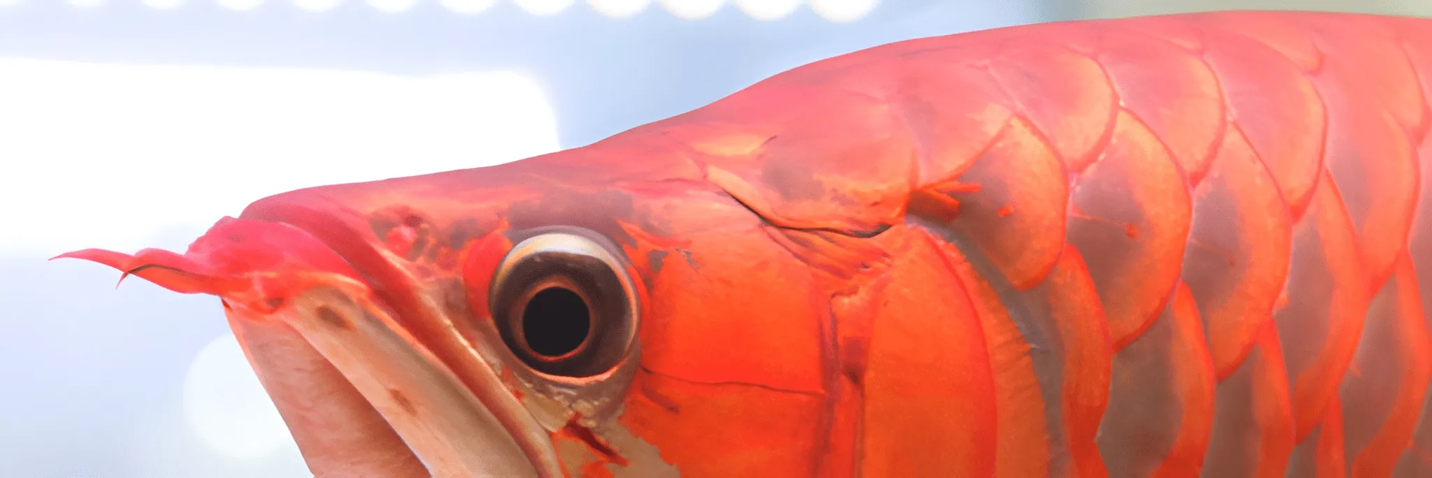 Pengembangan Budidaya Arwana Menurut Para Peneliti di Indonesia