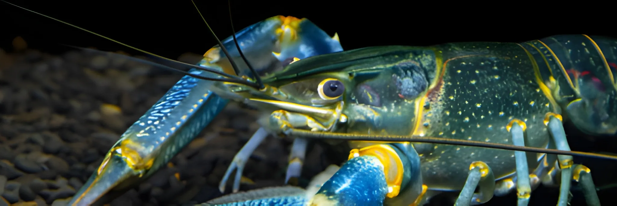 Cara Budidaya Lobster Air Tawar di Pekarangan Rumah