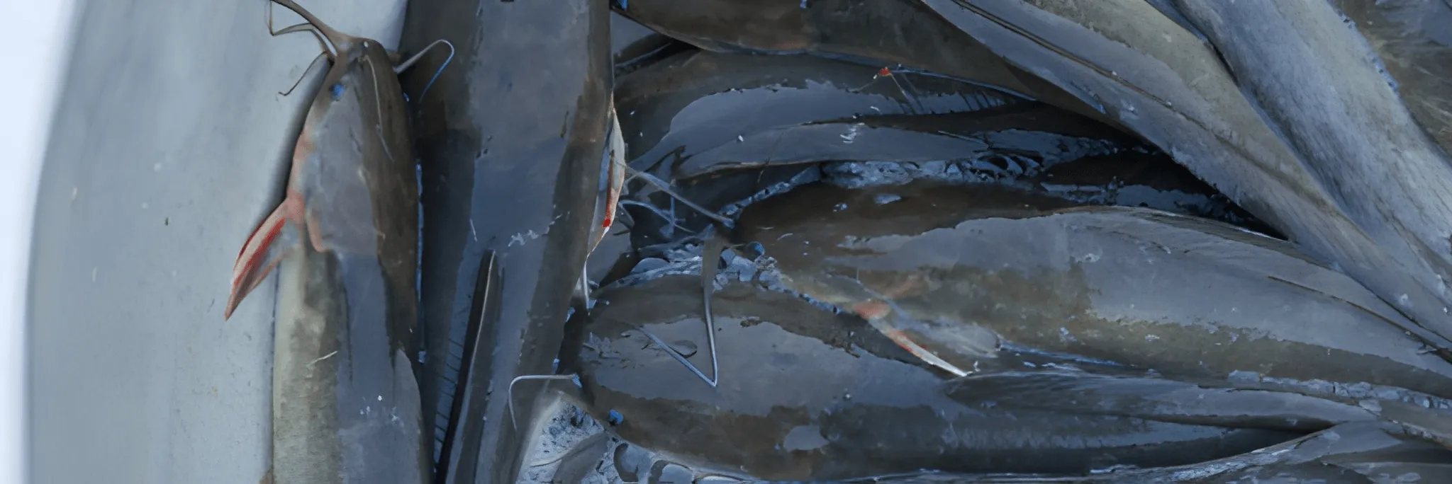 Inovasi Budidaya Lele Bersih untuk Pangan Sehat