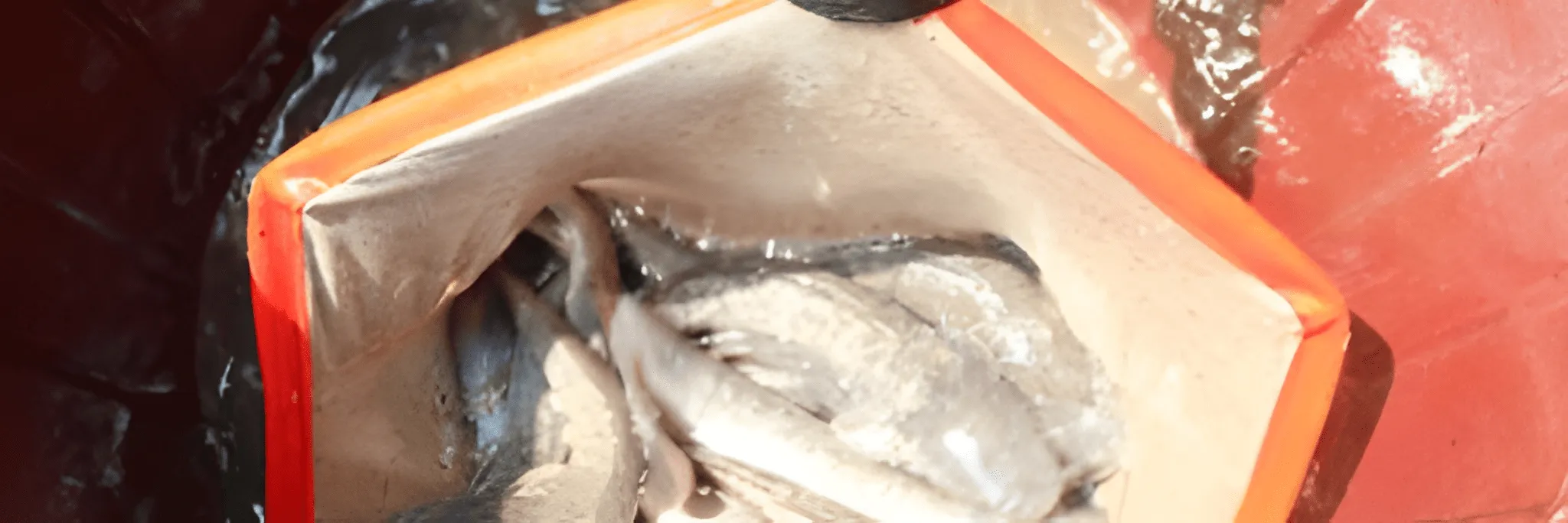 Cara Menggunakan Probiotik Ikan lele