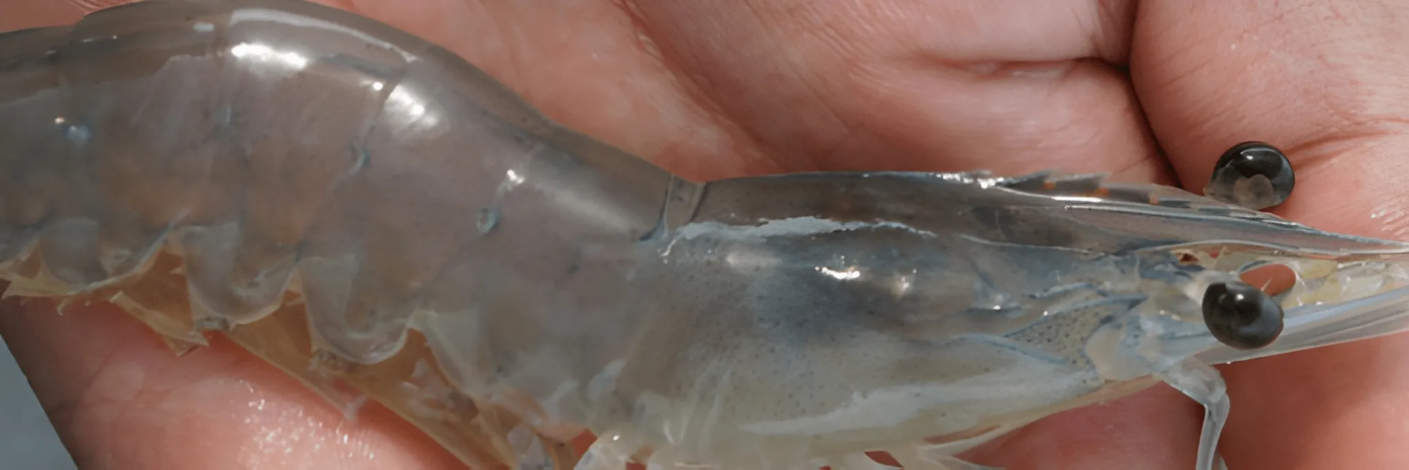 Cukupkan Mineralnya, Sukses Budidaya Udangnya