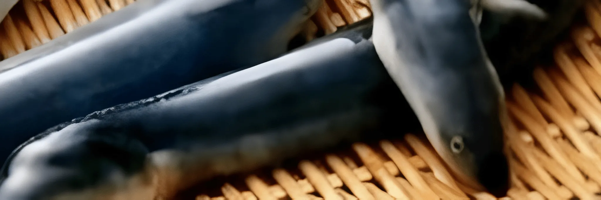 Ikan Sidat Miliki Potensi, Begini Teknik Budidayanya