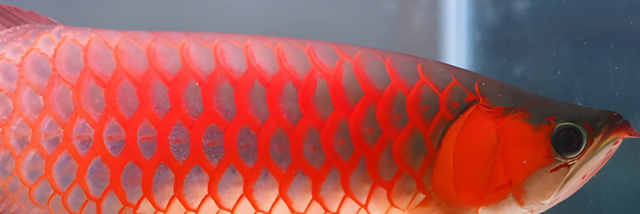 Punya Daya Saing Tinggi, KKP Dorong Peningkatan Industri Ikan Hias Endemik