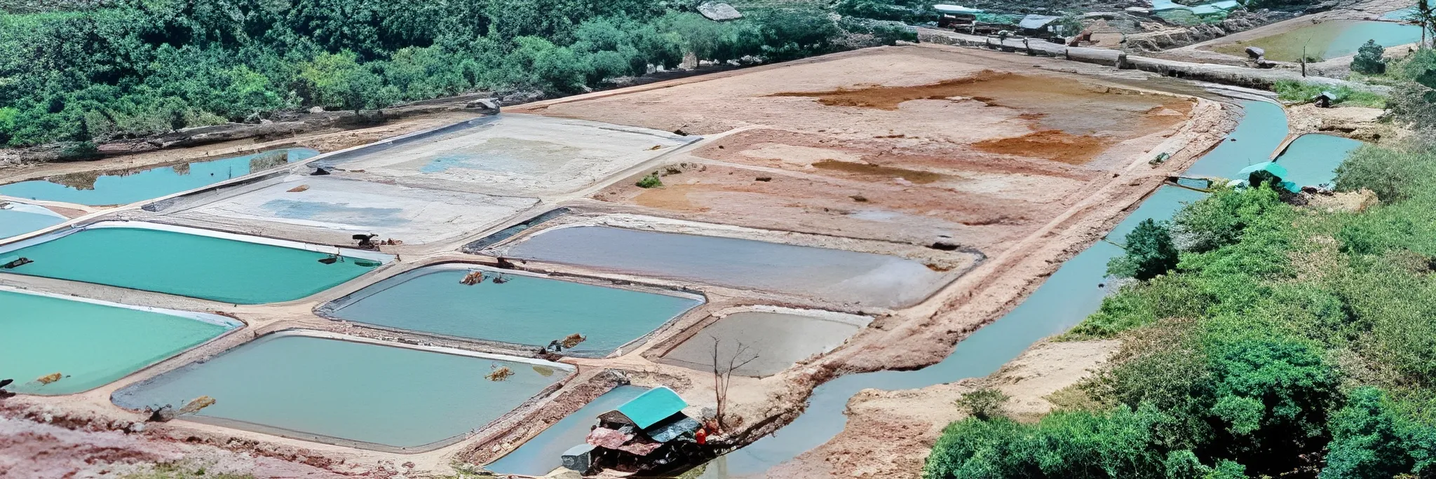 Tips Singkat Budidaya Vannamei