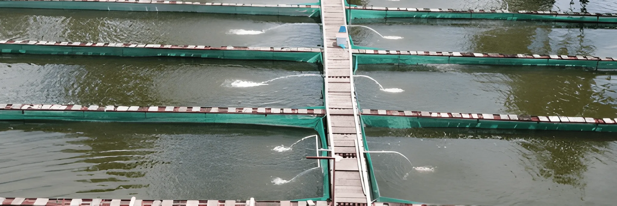 Metode Shifting: Solusi untuk Tingkatkan SR Larva Ikan pada Tahap Pendederan