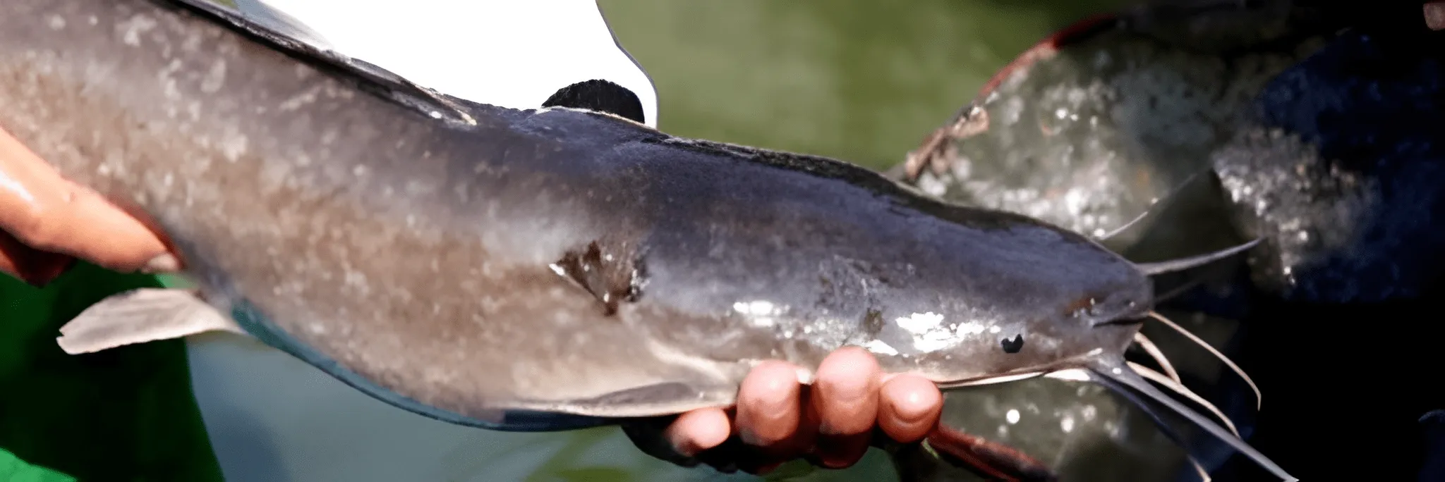 Tips Singkat Budidaya Lele