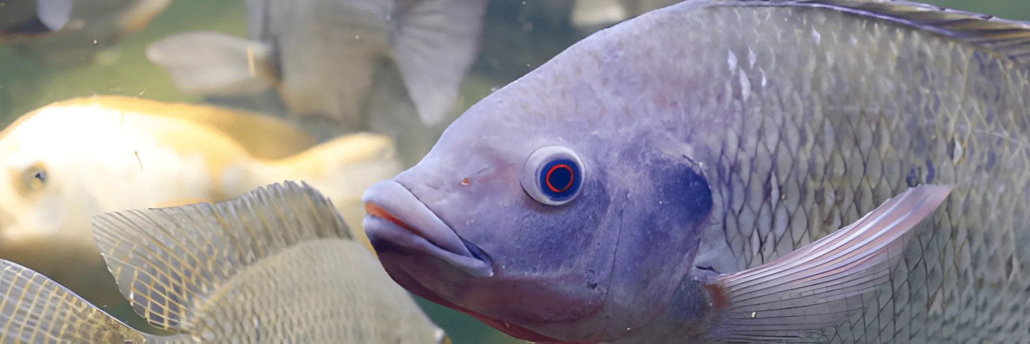 Menilik Peluang Sejahtera dari Ekspor Ikan Nila