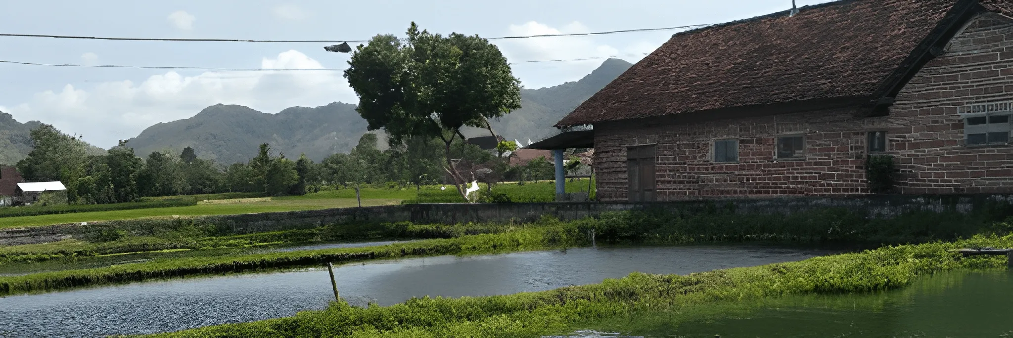 Menyiapkan Kolam Tanah untuk Budidaya Ikan Mas