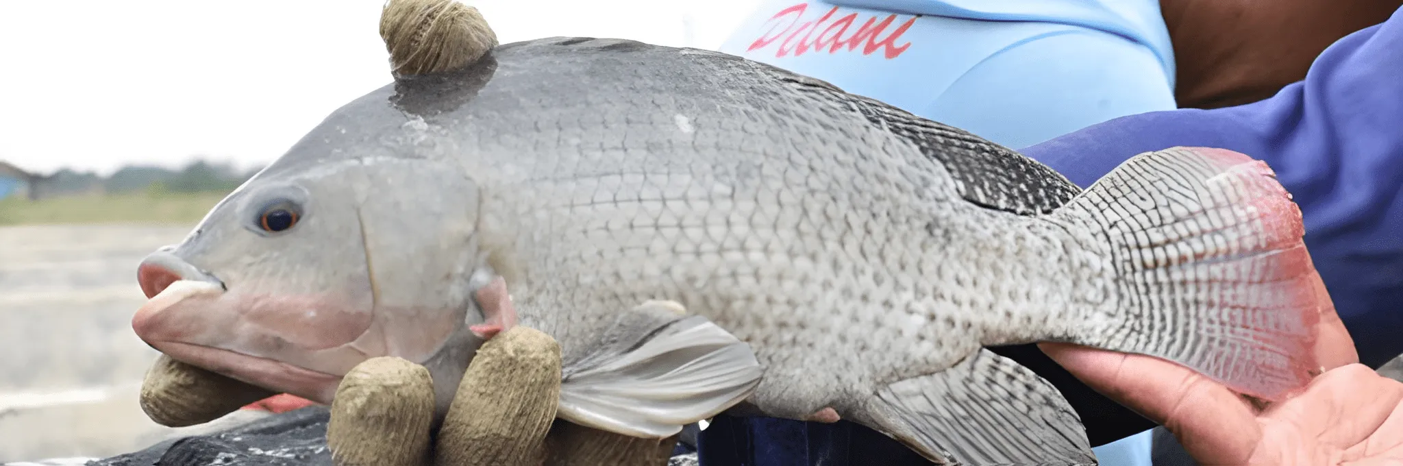 Vaksin Bivalen untuk Ikan Nila