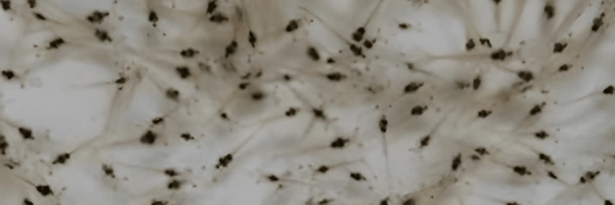 Maksimalkan Budidaya Pakai Bibit dari Nursery