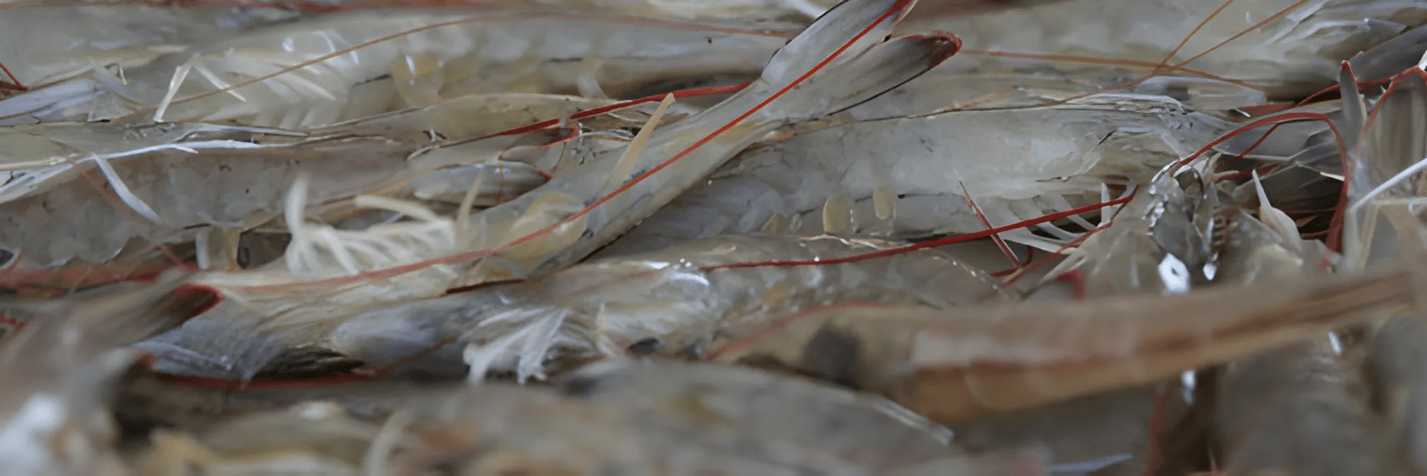 Peran Lactobacillus sp. Untuk Meningkatkan Imun Udang