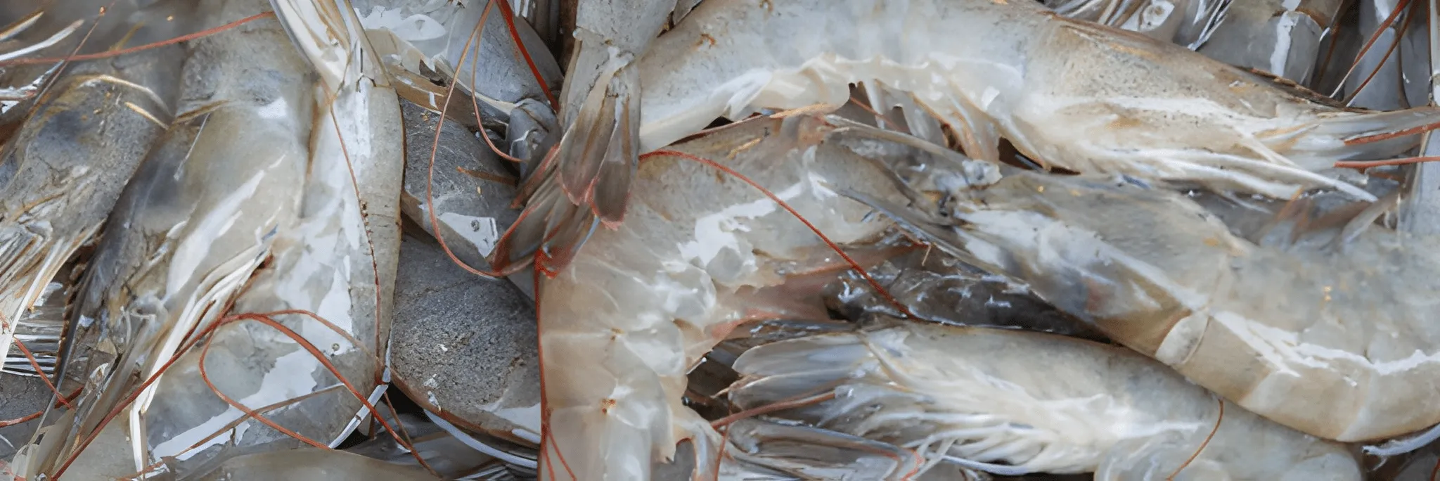 Manfaat Selenium untuk Udang