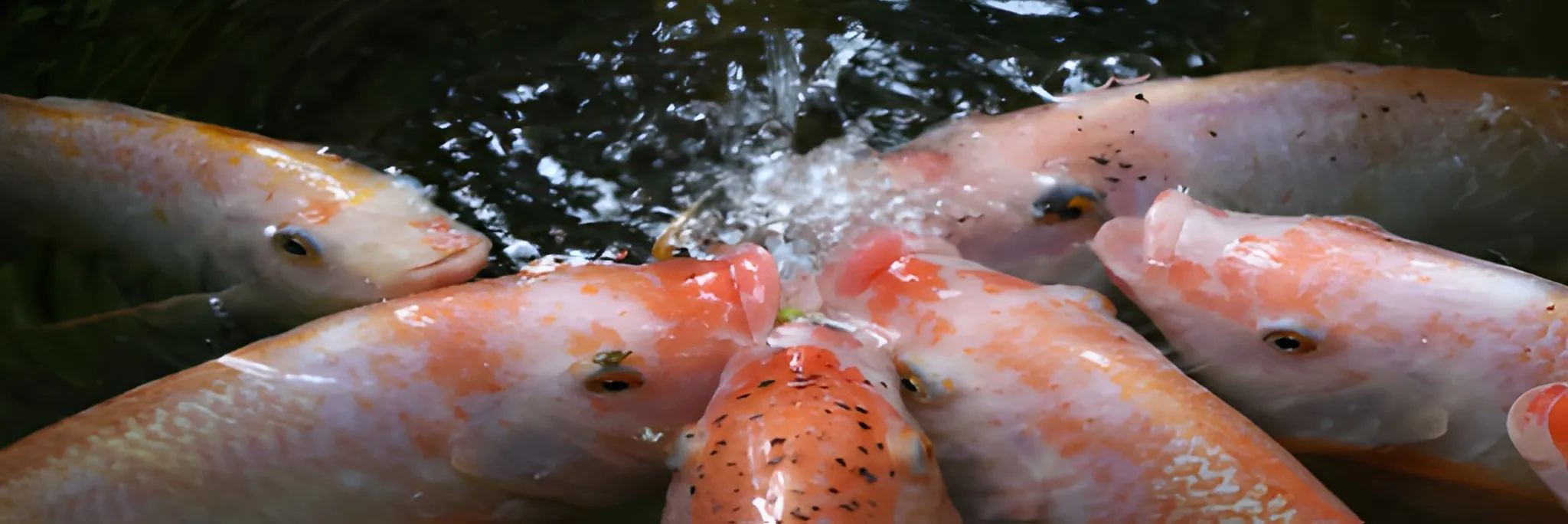 Penambahan Probitotik dan Paraprobiotik dalam Pakan Dapat Meningkatkan Imun dan Pertumbuhan Ikan