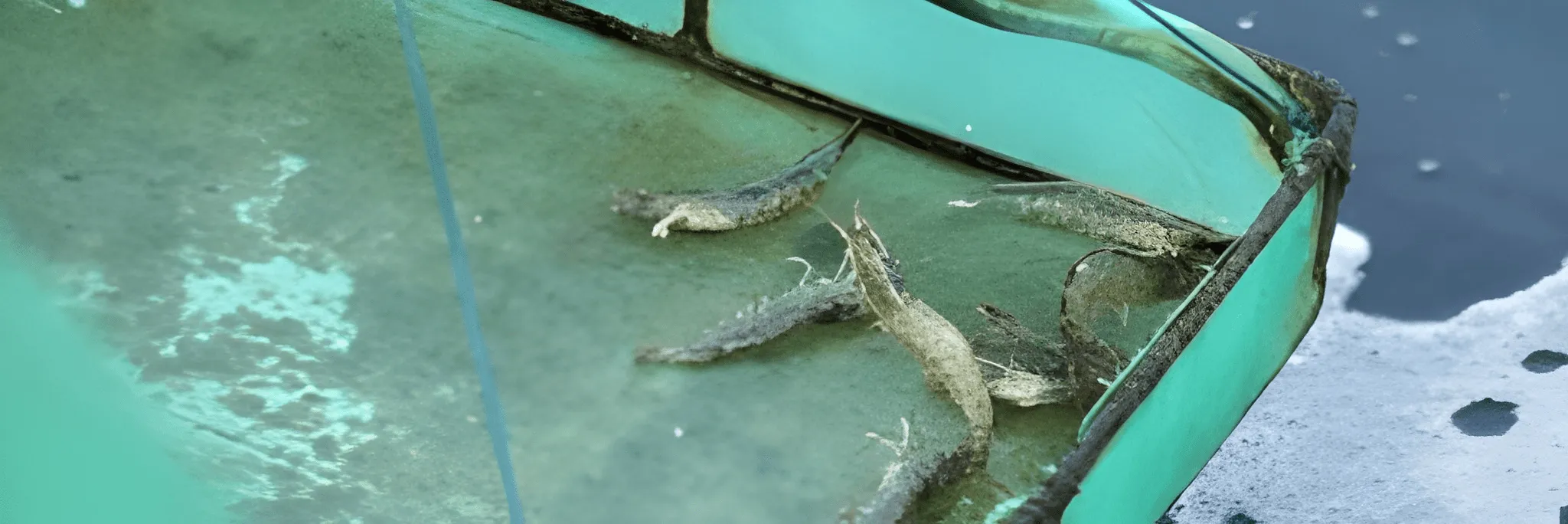 Pentingnya Sertifikat CBIB untuk Tambak Udang dan Cara Mendapatkannya