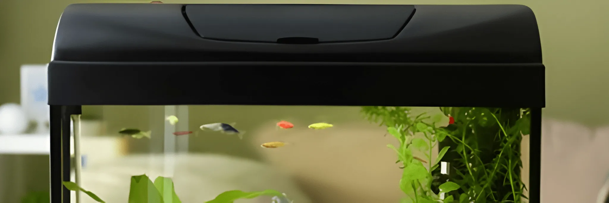 Simak, Alasan Pentingnya Membersihkan Kotoran di Akuarium Ikan Hias