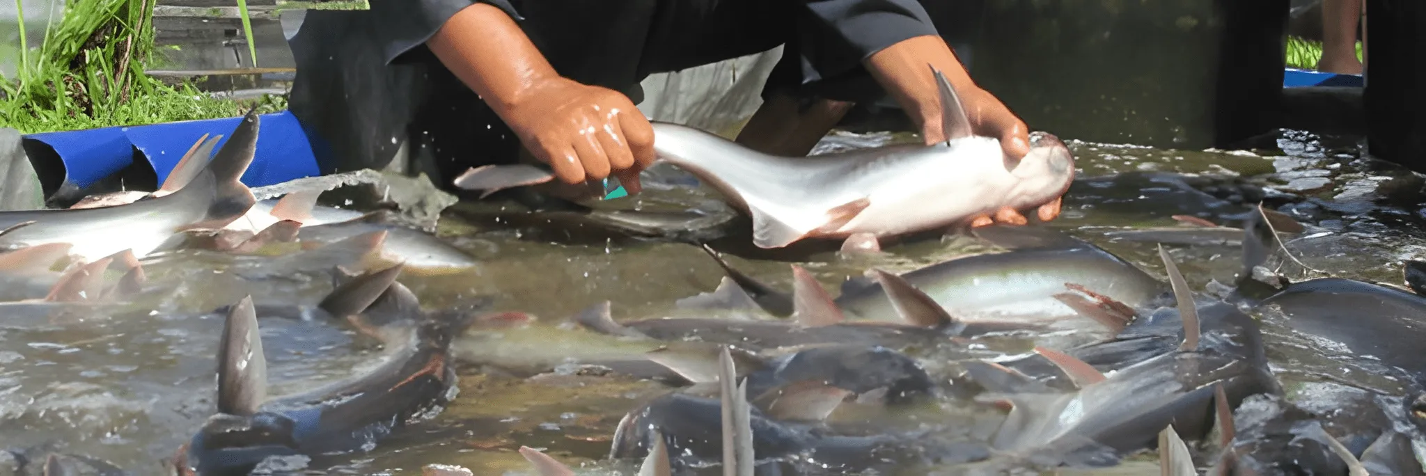 Patin: Yuk, Budidaya Pustina!