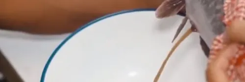 Plus Minus Pemijahan Lele Alami atau Buatan