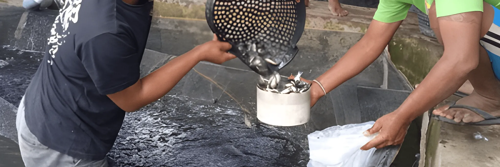 Bisnis Benih Ikan di Bali Kian Marak, Permintaan Capai 5 Juta Ekor per Bulan