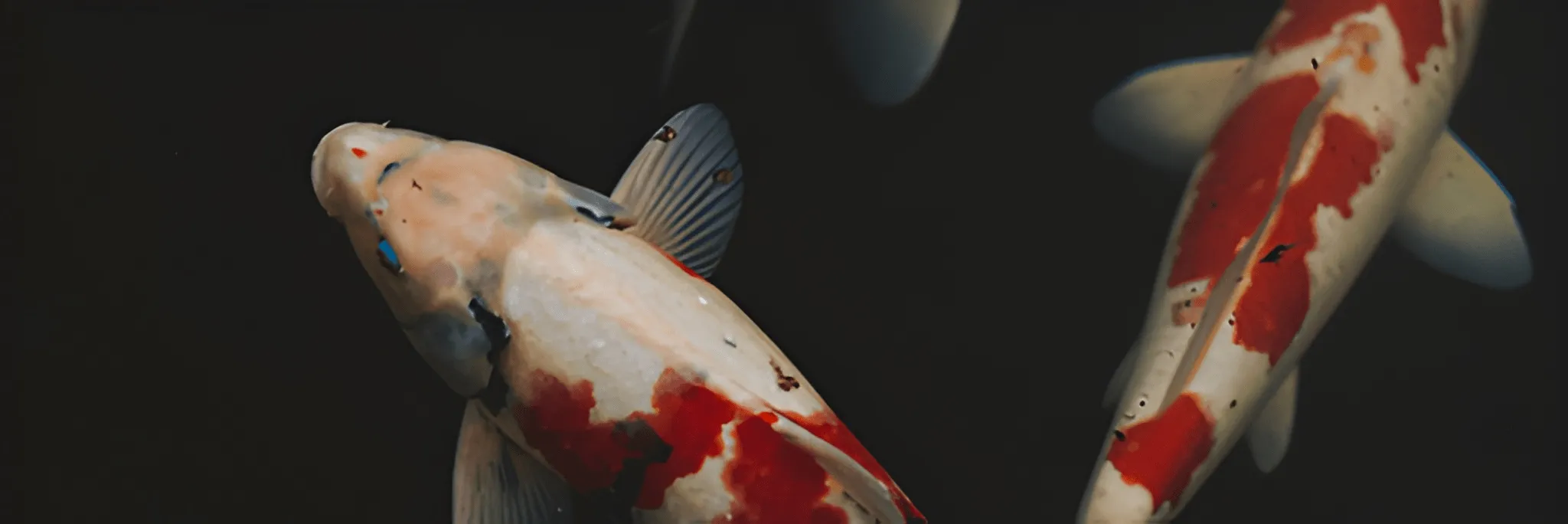 Dampak Setahun Pandemi, Pembudidaya Patin Tulungagung Banyak Beralih ke Ikan Koi