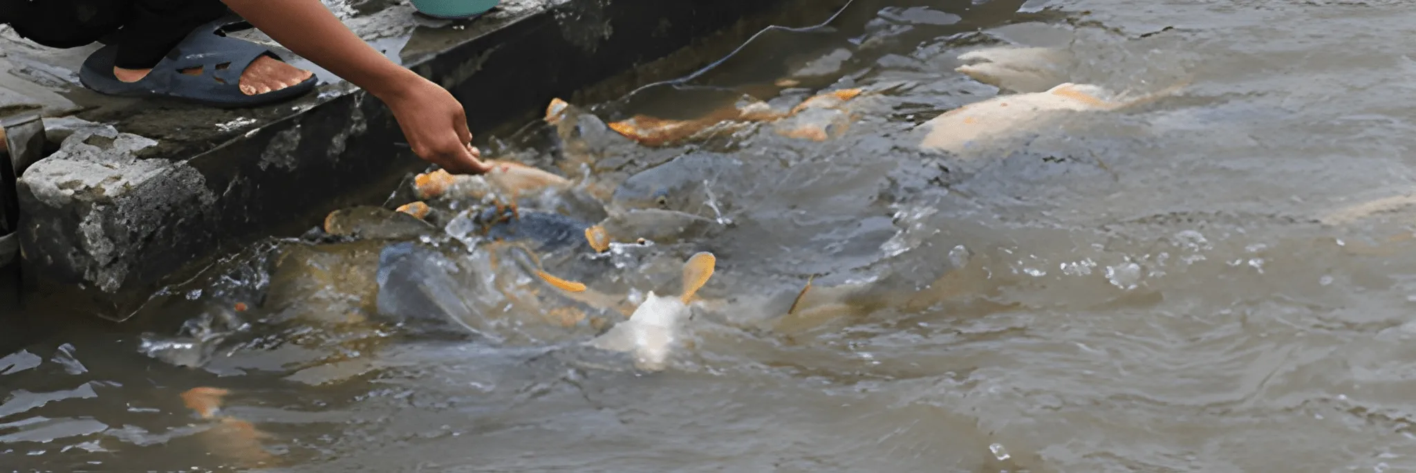 KHV Tetap Harus Diwaspadai