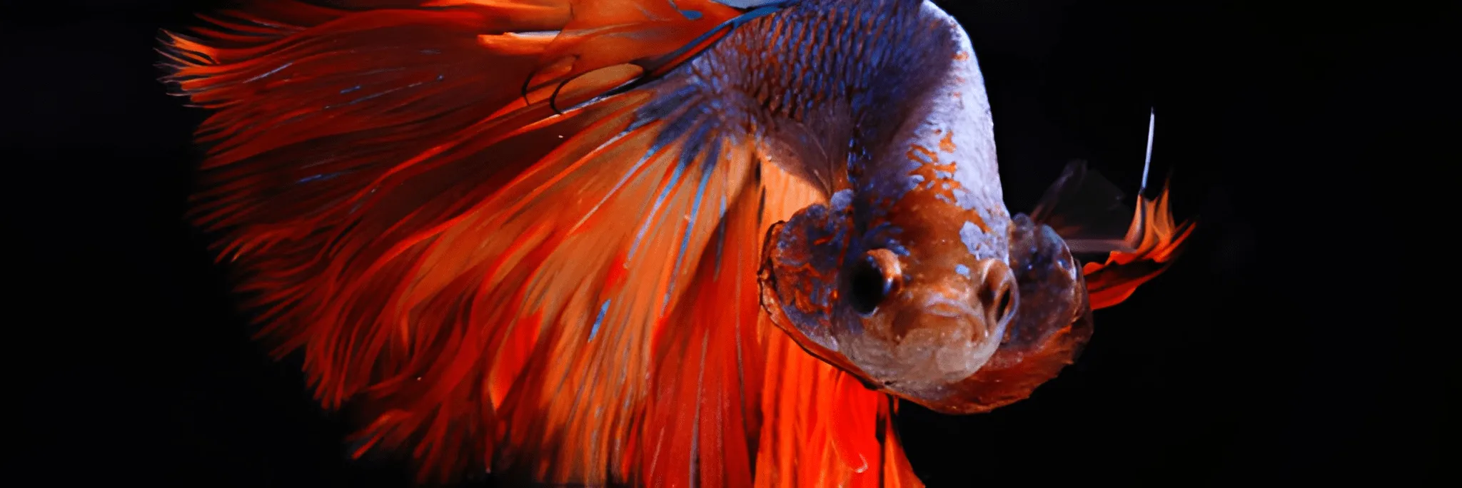 Cara Mengawinkan Ikan Cupang dengan Mudah, Pahami Langkah-langkahnya