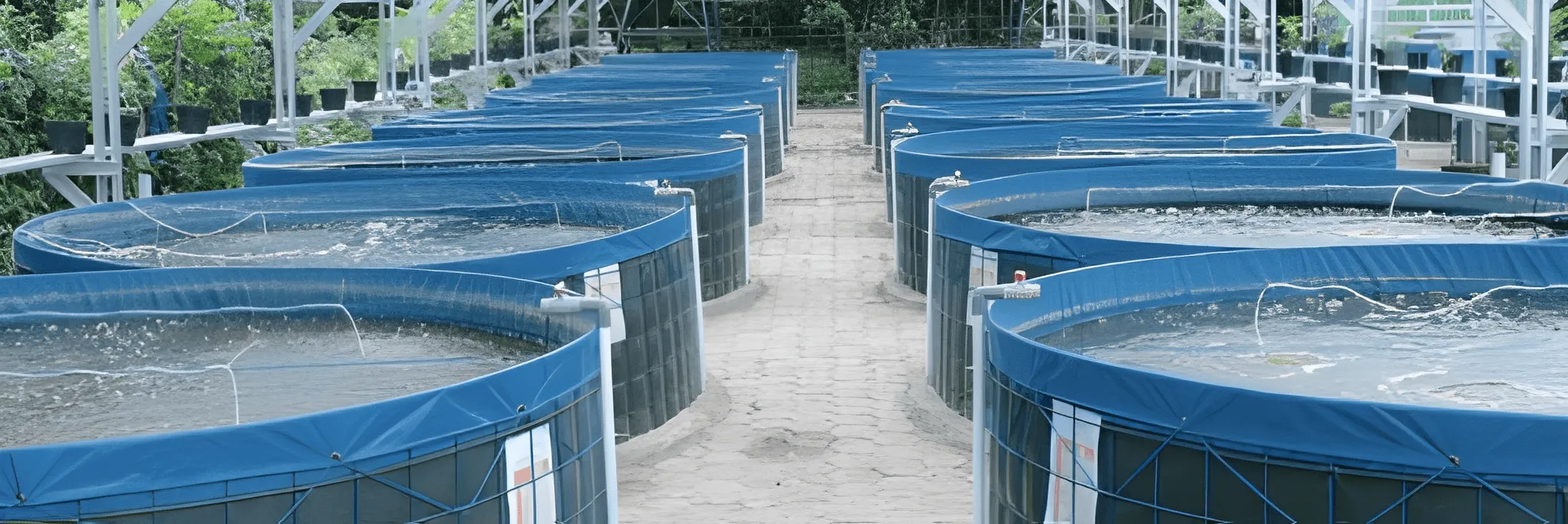 Ciri Bioflok Berhasil dan Gagal Serta Contohnya