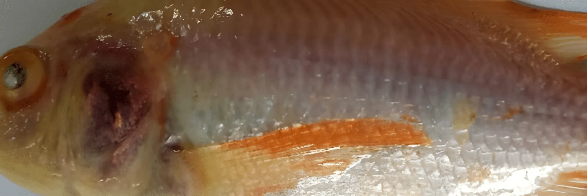 Tangkal TiLV Pada Ikan Nila Sejak Dini