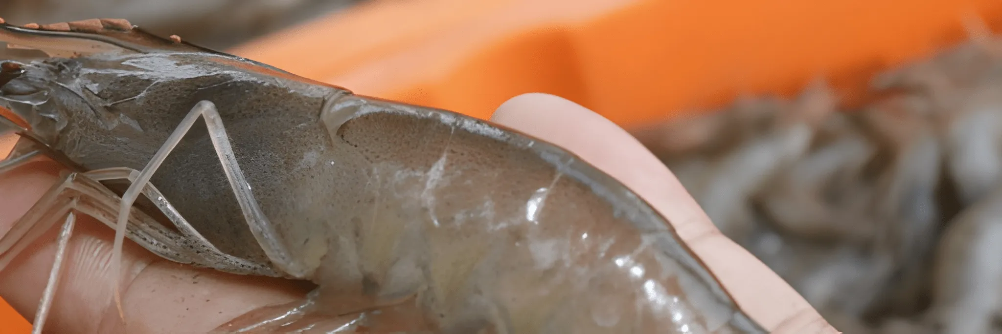 Aplikasi Probiotik (Bacillus dan Pseudomonas) dalam Budidaya Udang Vanname (Litopenaeus vannamei)